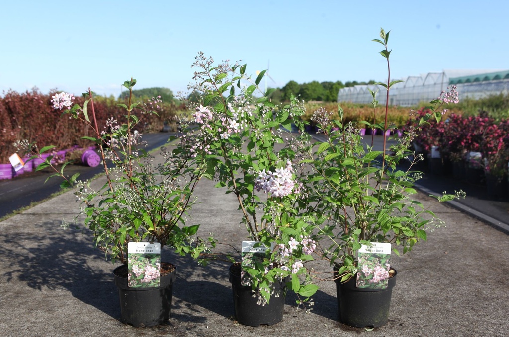 Deutzia hybrida 'Mont Rose' cont. 3,6L 40-60 cm +ф