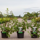 Deutzia hybrida 'Mont Rose' cont. 3,6L 40-60 cm +ф
