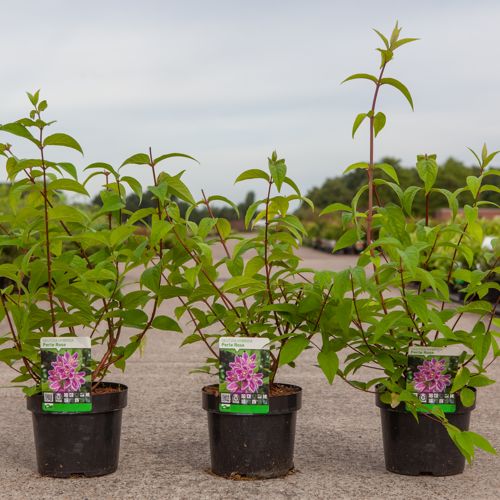 Deutzia hybrida 'Perle Rose' cont. 3,6L 50-60 cm +ф