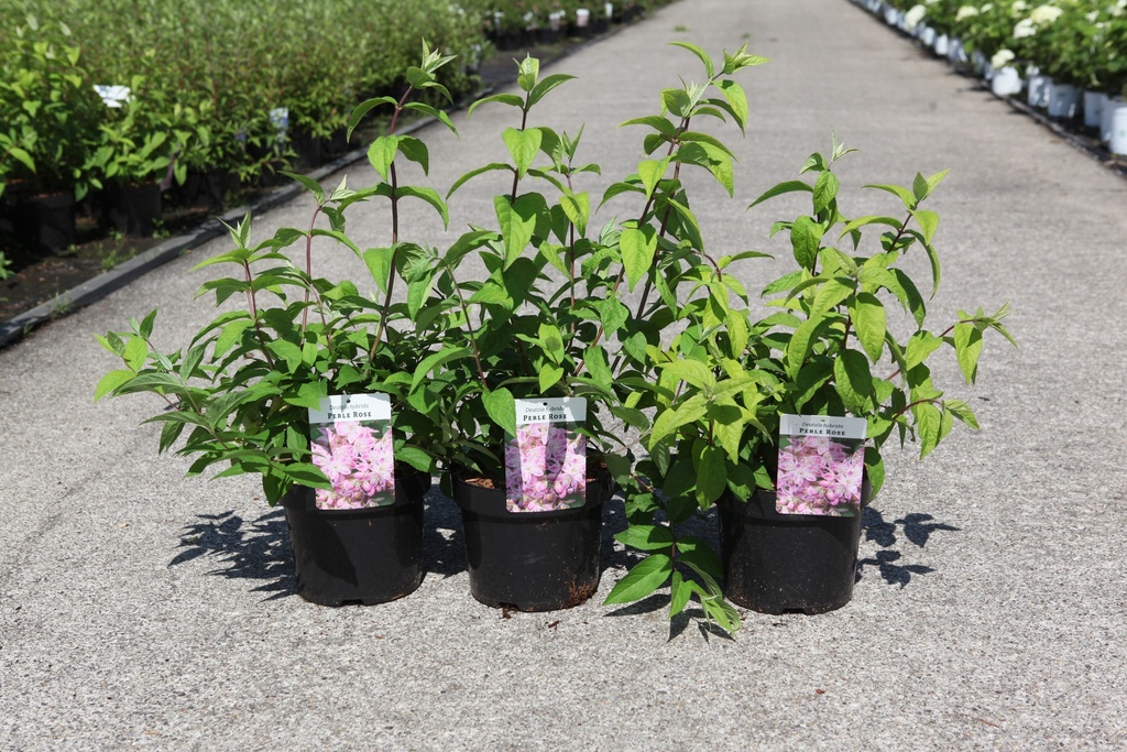 Deutzia hybrida 'Perle Rose' cont. 3,6L 50-60 cm +f