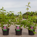 Deutzia hybrida 'Perle Rose' cont. 3,6L 50-60 cm +B