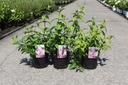 Deutzia hybrida 'Perle Rose' cont. 3,6L 50-60 cm +f