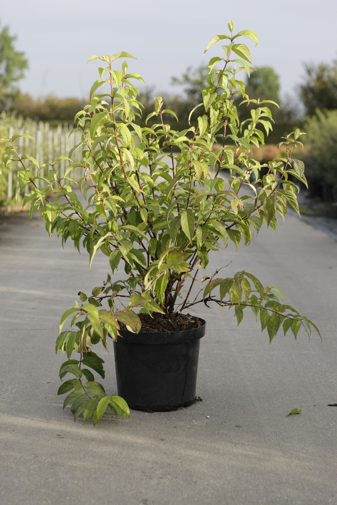 Deutzia hybrida 'Strawberry Fields' cont. 10L 80-100 cm +ф