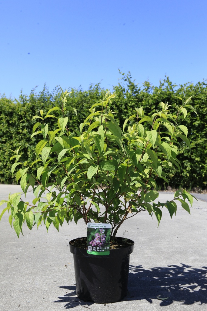 Deutzia hybrida 'Strawberry Fields' cont. 10L 80-100 cm +f
