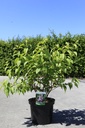 Deutzia hybrida 'Strawberry Fields' cont. 10L 80-100 cm +f
