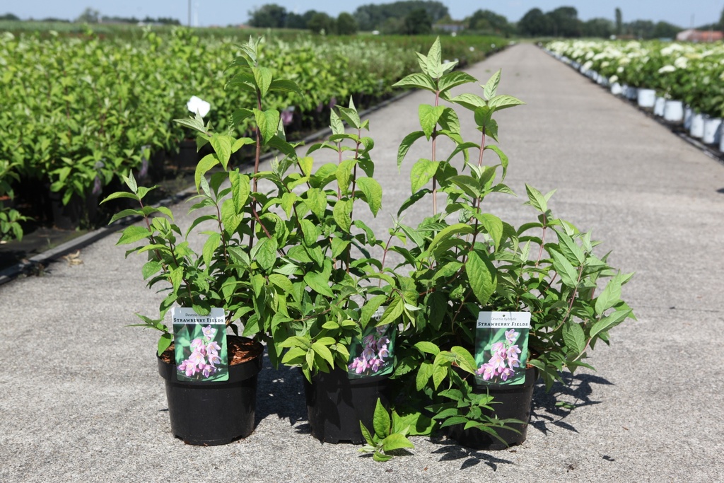 [P] Deutzia hybrida 'Strawberry Fields' cont. 3,6L 50-60 cm +p