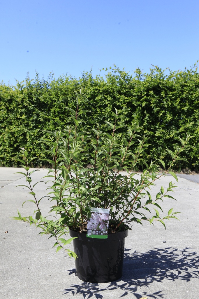 [P] Deutzia purpurascens 'Kalmiiflora' cont. 10L 80/+ cm +p