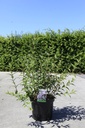 Deutzia purpurascens 'Kalmiiflora' cont. 10L 80/+ cm +ф