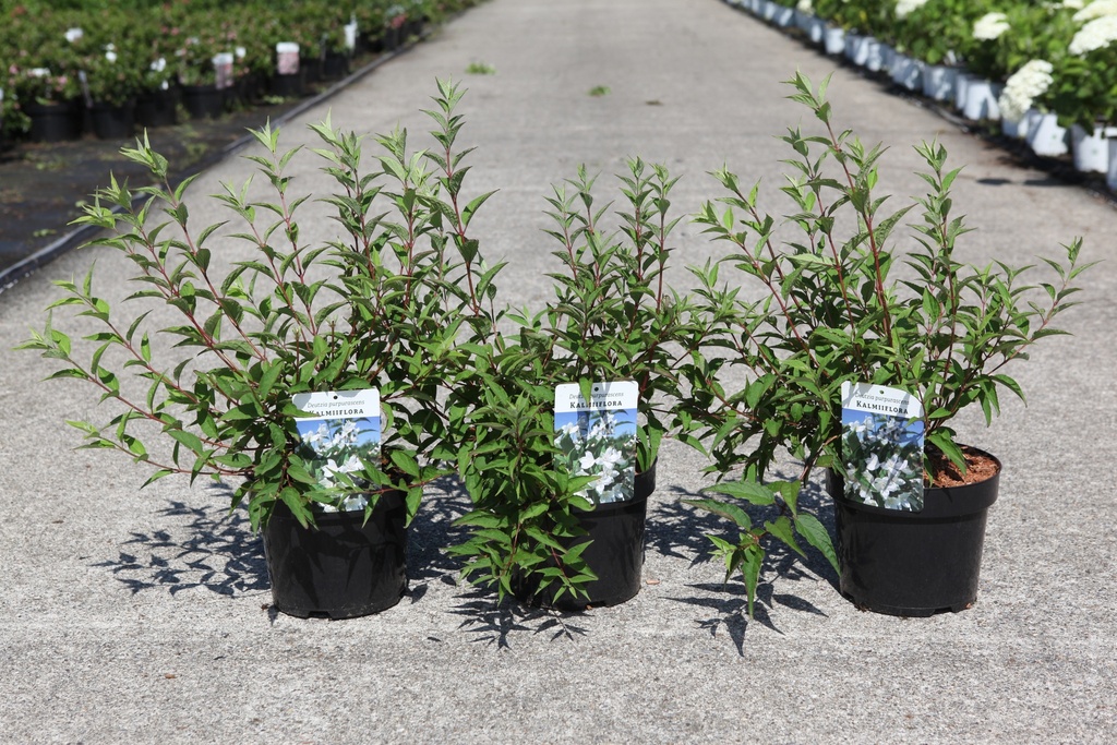[P] Deutzia purpurascens 'Kalmiiflora' Kont. 3,6L 50-60 cm +B