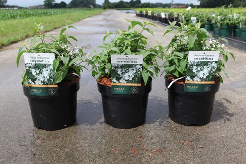 Deutzia setchuenensis corymbiflora cont. 3,6L 30-40 cm +ф