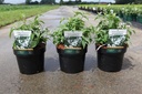 Deutzia setchuenensis corymbiflora cont. 3,6L 30-40 cm +B