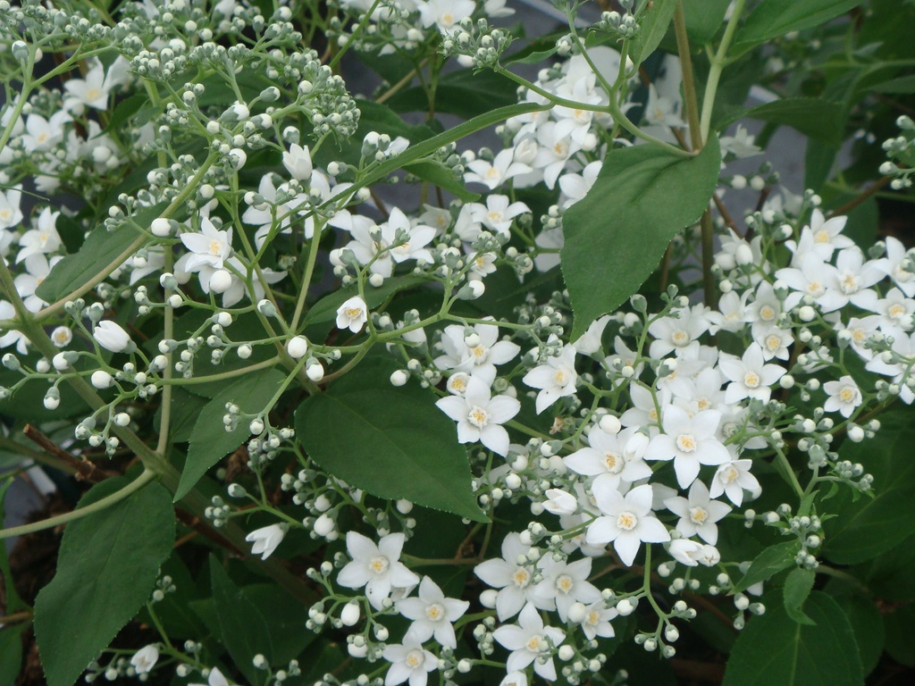 Deutzia setchuenensis corymbiflora cont. 0,5L (P10,5) jeunes plants