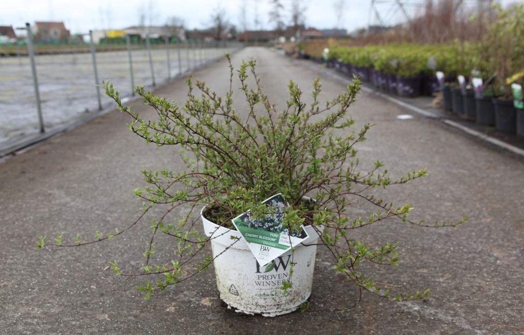 [P] Deutzia Proven Winners® YUKI CHERRY BLOSSOM (PBR) cont. 10L déco 40-50 cm +p