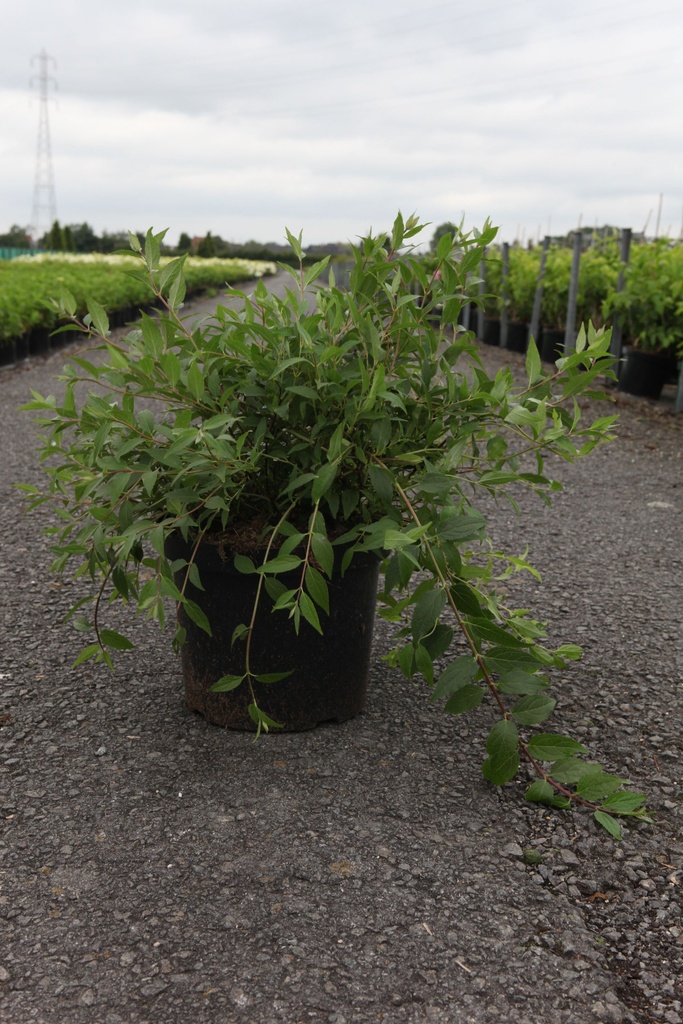 Deutzia Proven Winners® YUKI CHERRY BLOSSOM (PBR) cont. 10L deco 40-50 cm +B