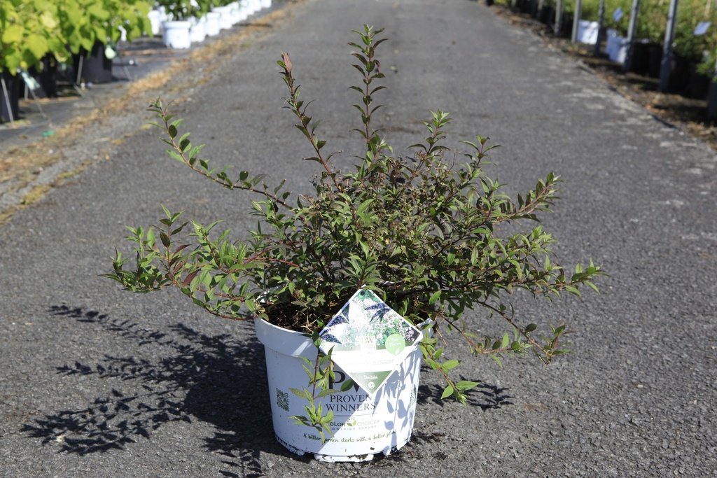 Deutzia Proven Winners® YUKI CHERRY BLOSSOM (PBR) cont. 10L deco 40-50 cm +p