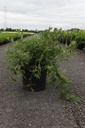 Deutzia Proven Winners® YUKI CHERRY BLOSSOM (PBR) cont. 10L déco 40-50 cm +p