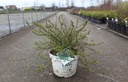 Deutzia Proven Winners® YUKI CHERRY BLOSSOM (PBR) cont. 10L deco 40-50 cm +ф