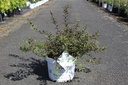Deutzia Proven Winners® YUKI CHERRY BLOSSOM (PBR) cont. 10L deco 40-50 cm +f
