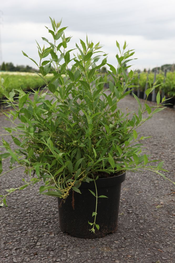 [P] Deutzia Proven Winners® YUKI SNOWFLAKE (PBR) cont. 10L deco 40-50 cm +ф