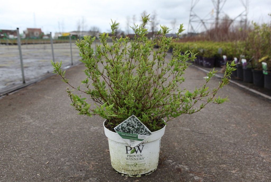 [P] Deutzia Proven Winners® YUKI SNOWFLAKE (PBR) cont. 10L deco 40-50 cm +ф