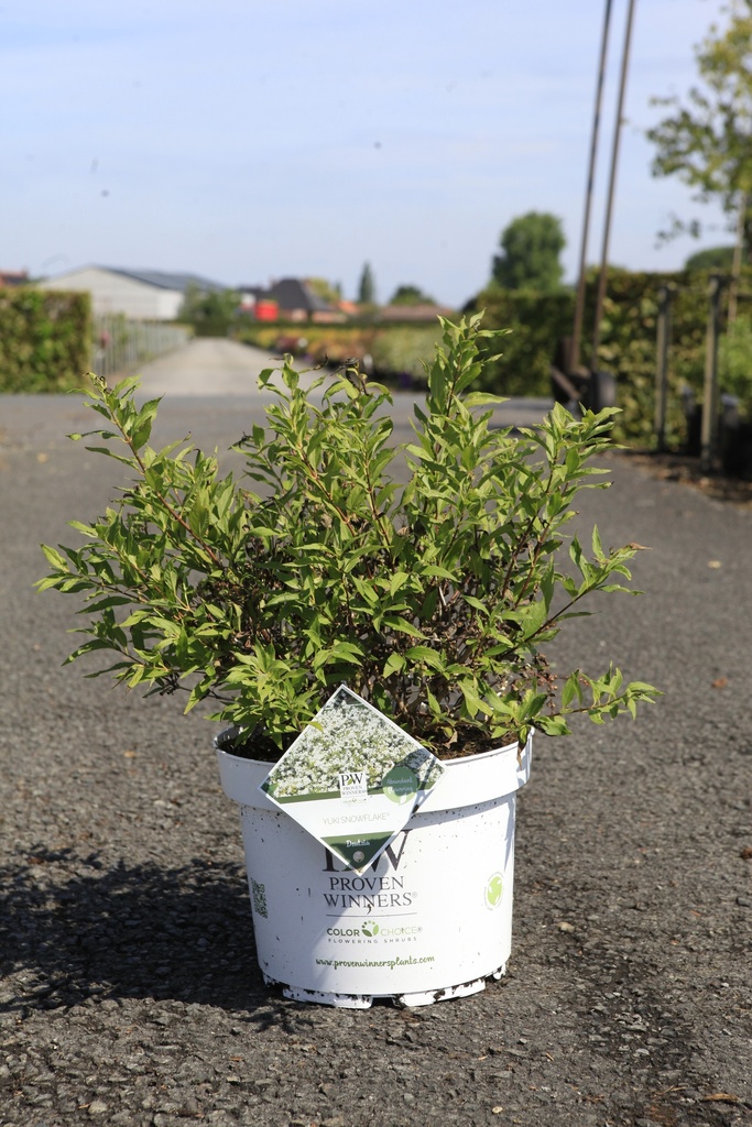 Deutzia Proven Winners® YUKI SNOWFLAKE (PBR) cont. 10L deco 40-50 cm +p