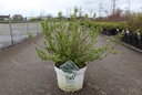 Deutzia Proven Winners® YUKI SNOWFLAKE (PBR) cont. 10L deco 40-50 cm +ф