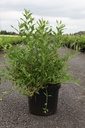 Deutzia Proven Winners® YUKI SNOWFLAKE (PBR) cont. 10L deco 40-50 cm +p