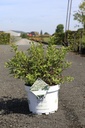 Deutzia Proven Winners® YUKI SNOWFLAKE (PBR) cont. 10L deco 40-50 cm +p