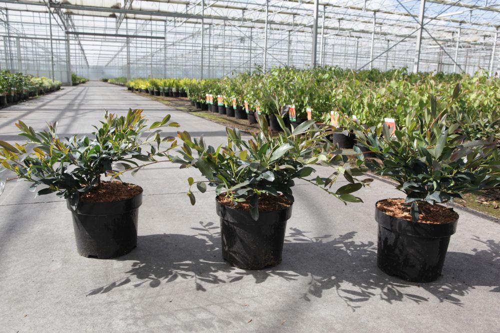 Distylium myricoides BLUE CASCADE® cont. 3,6L 25-30 cm +B