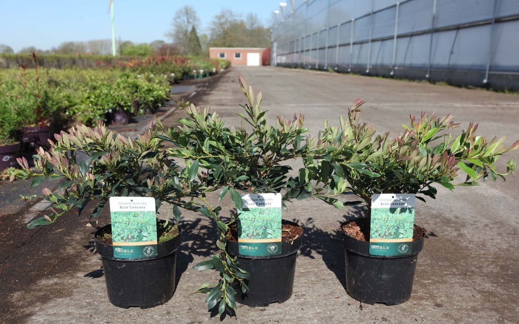 Distylium myricoides BLUE CASCADE® cont. 3,6L 30/+ cm +B