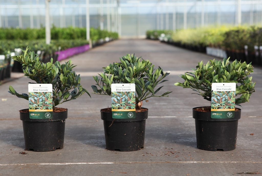 Distylium myricoides BLUE CASCADE® cont. 3,6L 30/+ cm +B