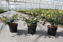 Distylium myricoides BLUE CASCADE® cont. 3,6L 25-30 cm +B