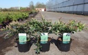 Distylium myricoides BLUE CASCADE® cont. 3,6L 30/+ cm +ф