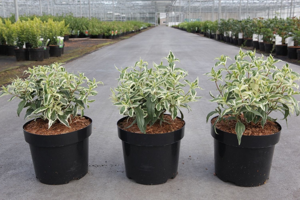Diervilla sessilifolia COOL SPLASH® First Editions® (PBR) cont. 3,6L 30-40 cm +f