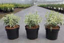 Diervilla sessilifolia COOL SPLASH® First Editions® (PBR) cont. 3,6L 30-40 cm +f