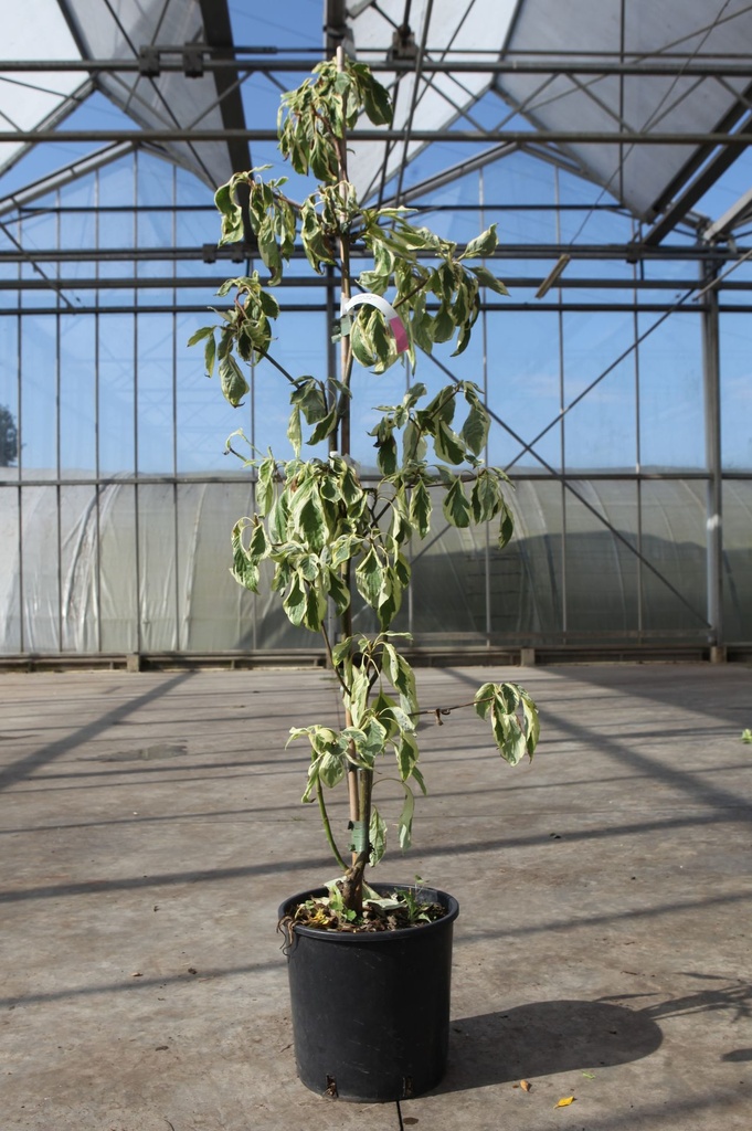 [P] Cornus controversa 'Variegata' cont. 10L 80-100 cm