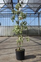 Cornus controversa 'Variegata' cont. 10L 80-100 cm