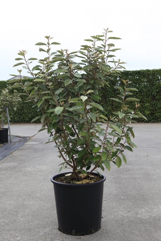 [P] Elaeagnus ebbingei cont. 25L 100-125 cm