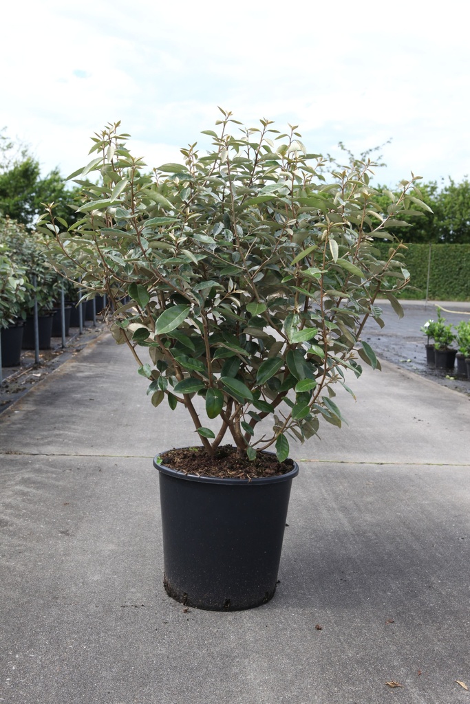 Elaeagnus ebbingei cont. 25L 100-125 cm
