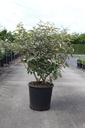 Elaeagnus ebbingei cont. 25L 100-125 cm