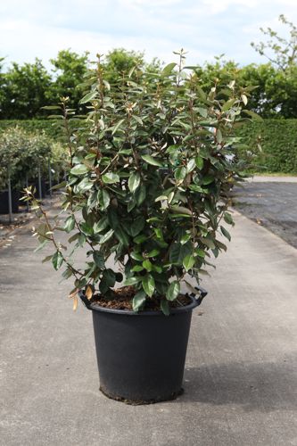 [P] Elaeagnus ebbingei cont. 35L 125-150 cm