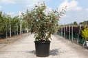 Elaeagnus ebbingei cont. 35L 125-150 cm