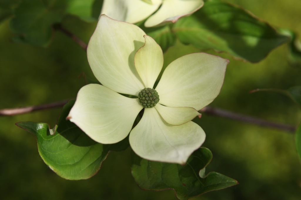 Cornus (x) VENUS (PBR) cont. 18L 100-125 cm +ф