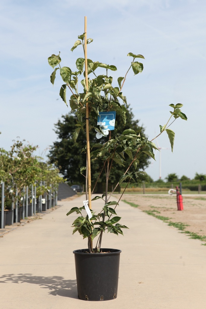 [P] Cornus (x) VENUS (PBR) cont. 18L 150/+ cm +p