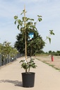 Cornus (x) VENUS (PBR) cont. 18L 150/+ cm +f