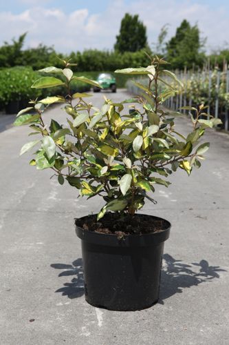 [P] Elaeagnus ebbingei ELEADOR (PBR) cont. 10L 60-80 cm +B