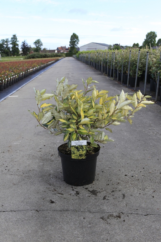 [P] Elaeagnus ebbingei ELEADOR (PBR) cont. 10L 60-80 cm +p
