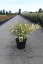 Elaeagnus ebbingei ELEADOR (PBR) cont. 10L 60-80 cm +f