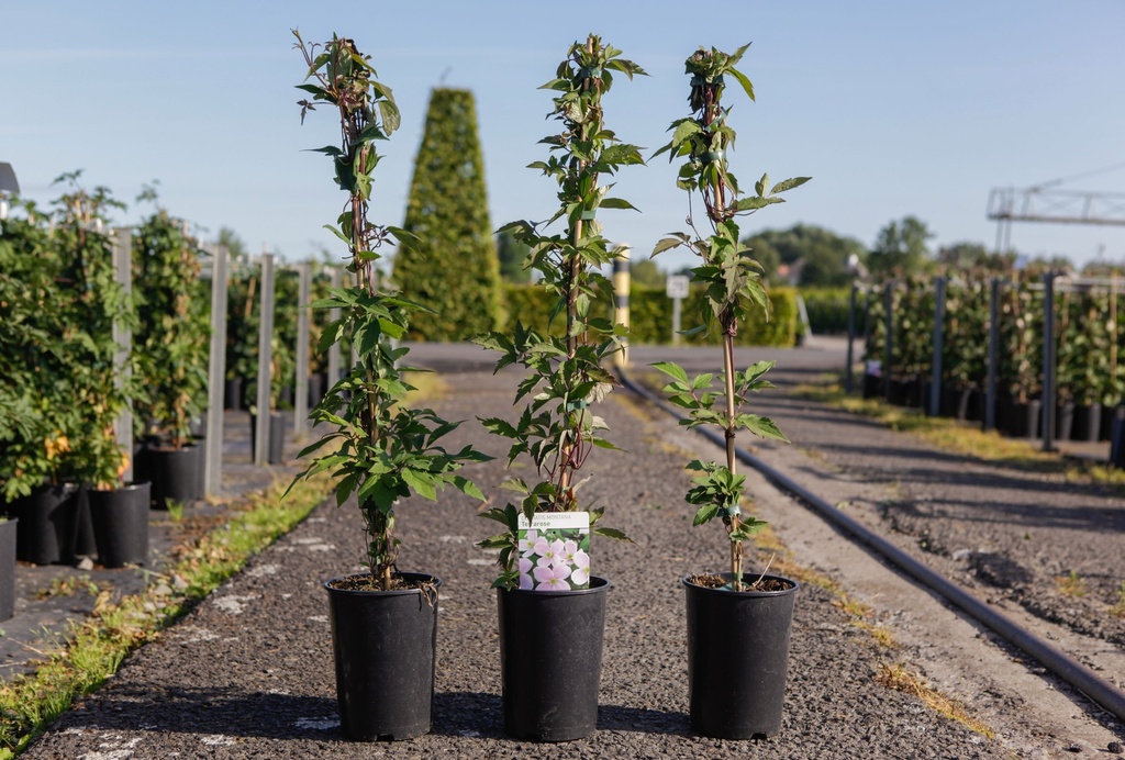 [P] Clematis montana 'Tetrarose' cont. 3L haut 80-100 cm +p