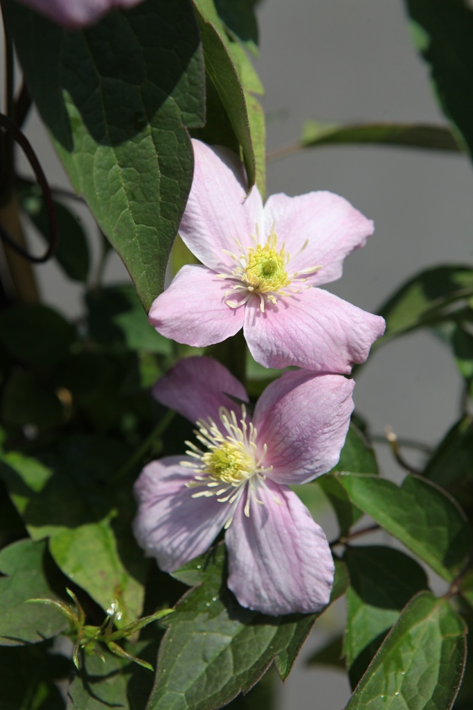 [P] Clematis montana 'Tetrarose' cont. 3L high 80-100 cm +p